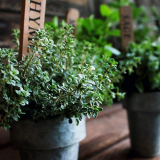 Voňavá zdravotní přísada - tymián: typy, užitečné vlastnosti a aplikace